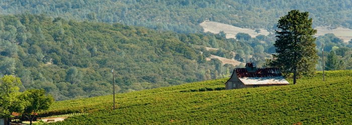 Vineyards in the Clear Lake area